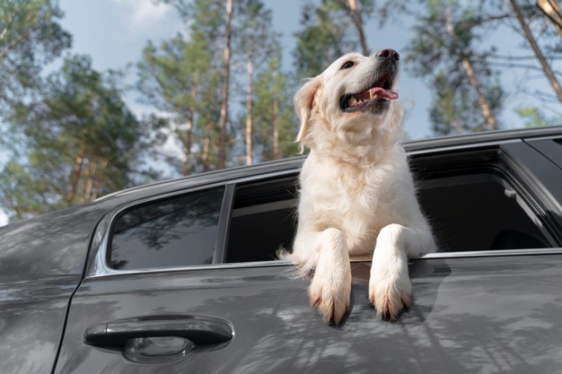 Levar cachorro solto no carro dá multa? Saiba como transportar seu pet com segurança