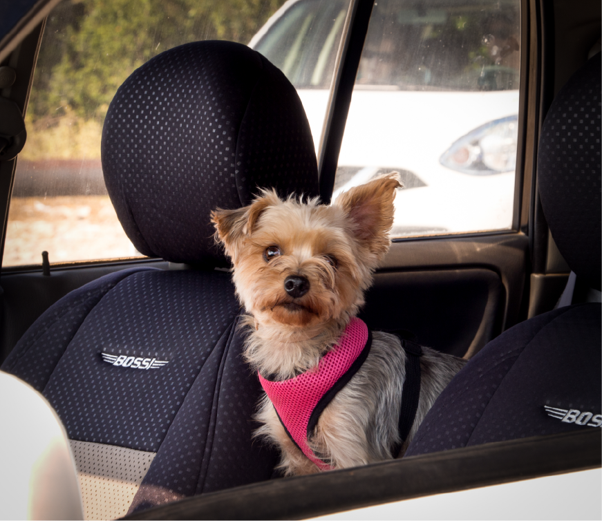 O que diz a lei sobre o transporte de animais no carro? Saiba como levar seu pet em segurança
